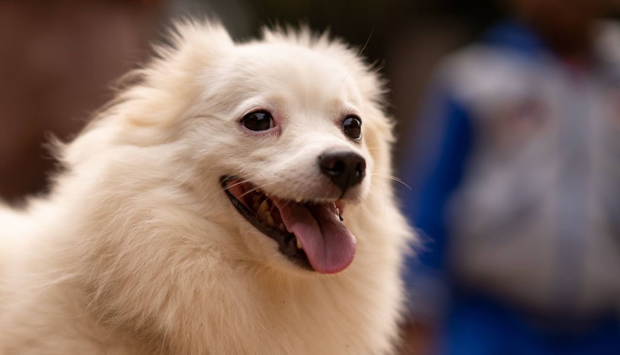 Happy white Pomeranian looking at the camera