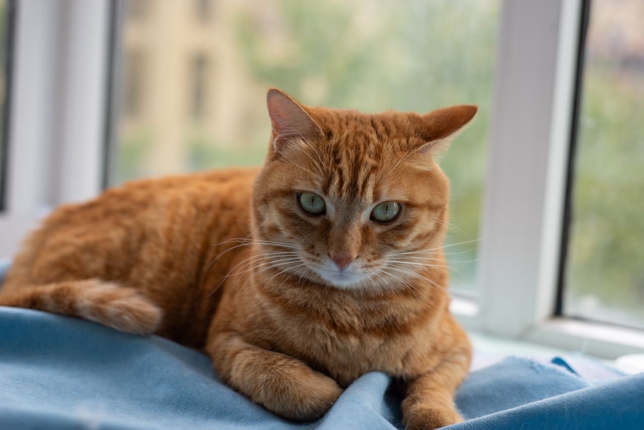 Ginger tabby cat resting on a cushion by a window
