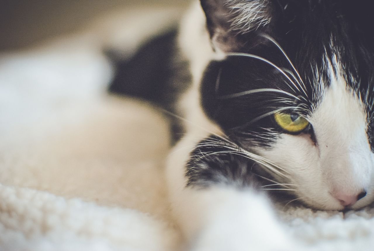 Close-up of a black and white cat resting peacefully
