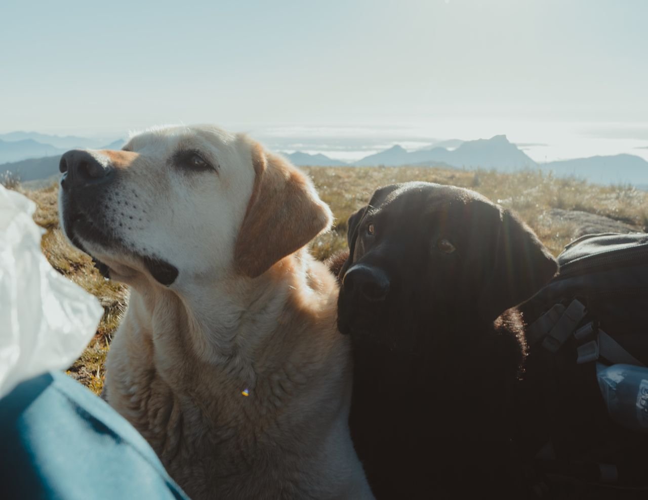 Labrador and black dog outdoors with their owner