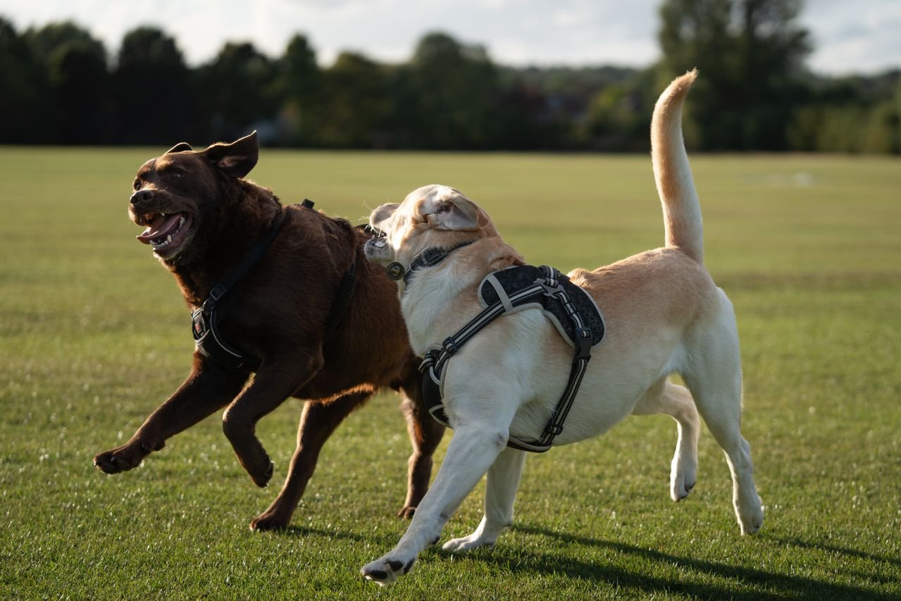 Three dogs running and playing together in a park
