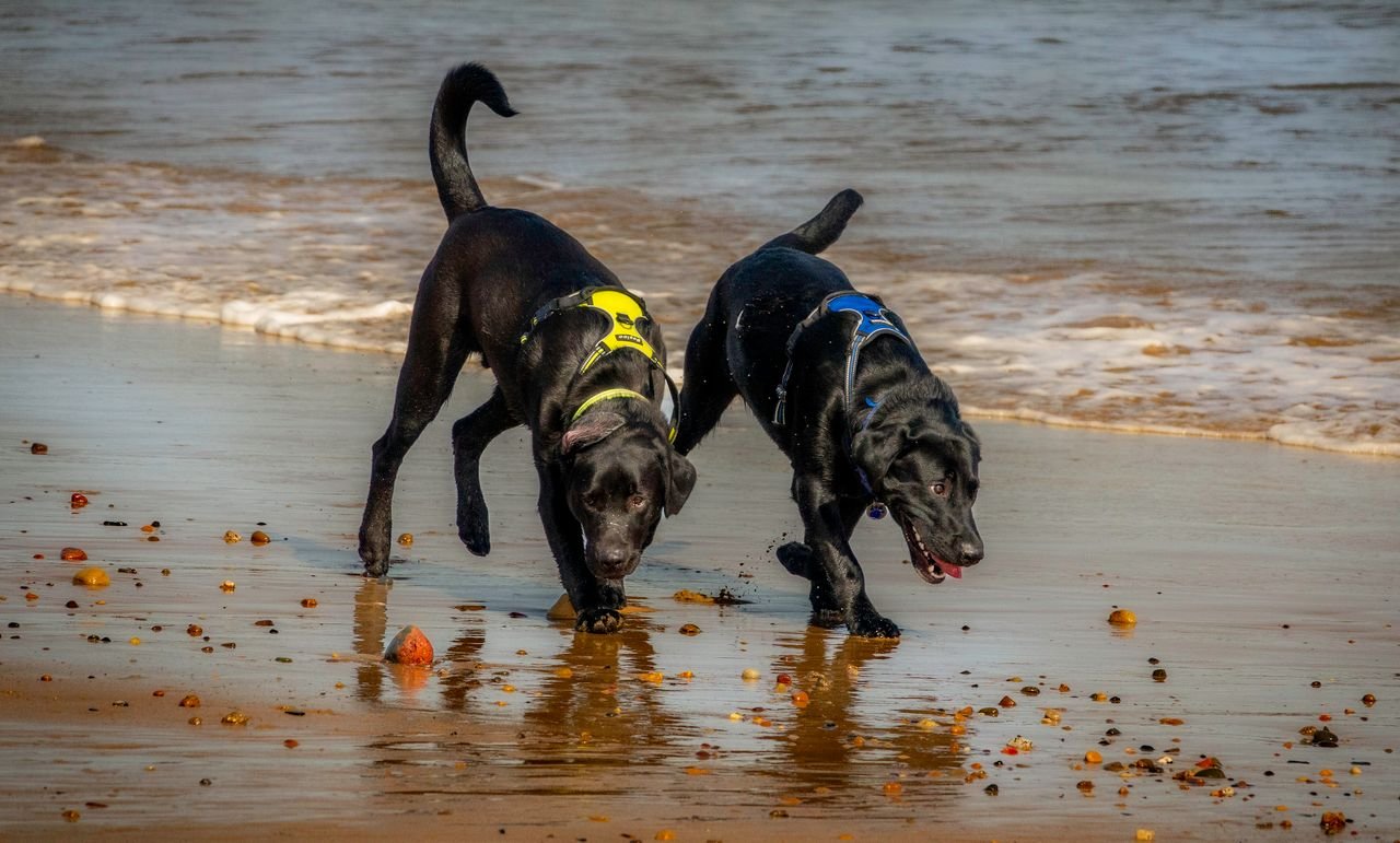 Two black dogs playing at the water’s edge