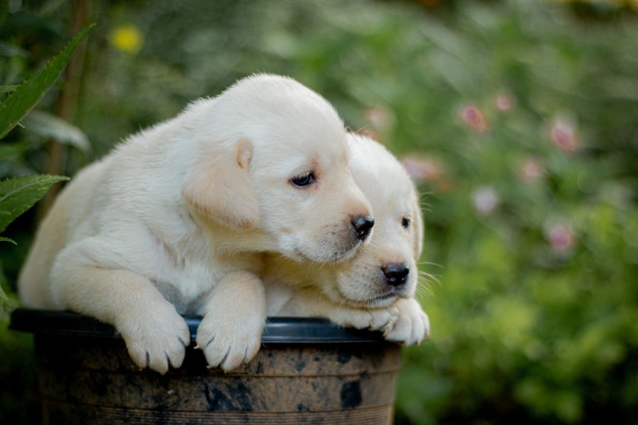 White Labrador puppy resting in a garden planter