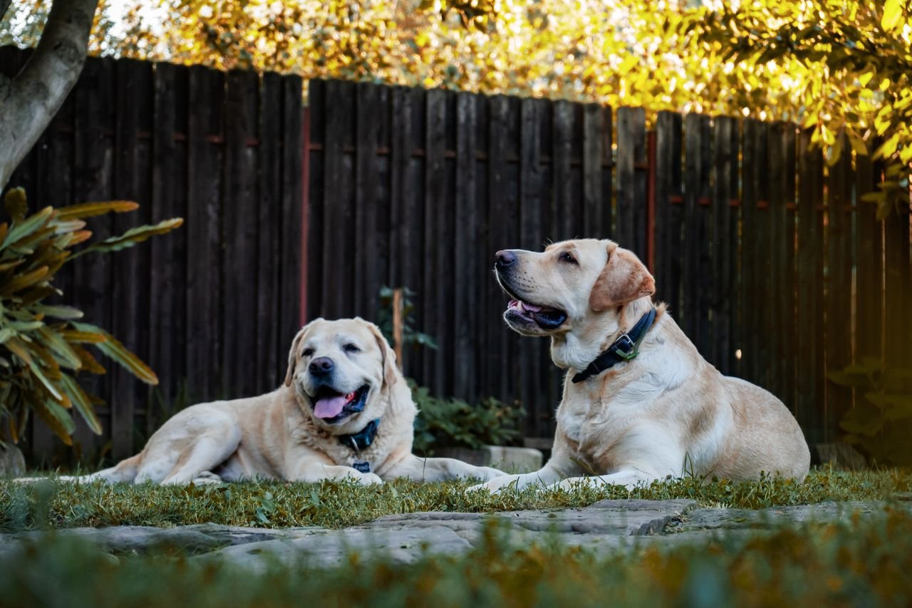 Two yellow Labradors lying together on the grass