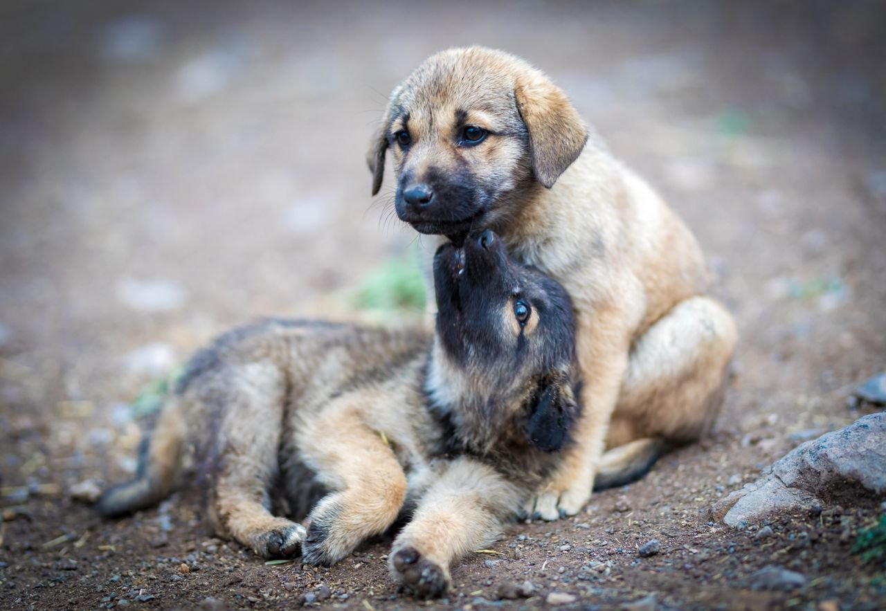 Two puppies playing together outdoors