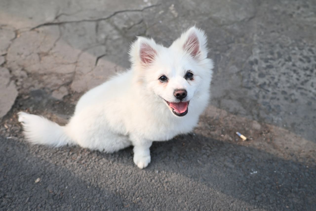 White fluffy puppy sitting and smiling