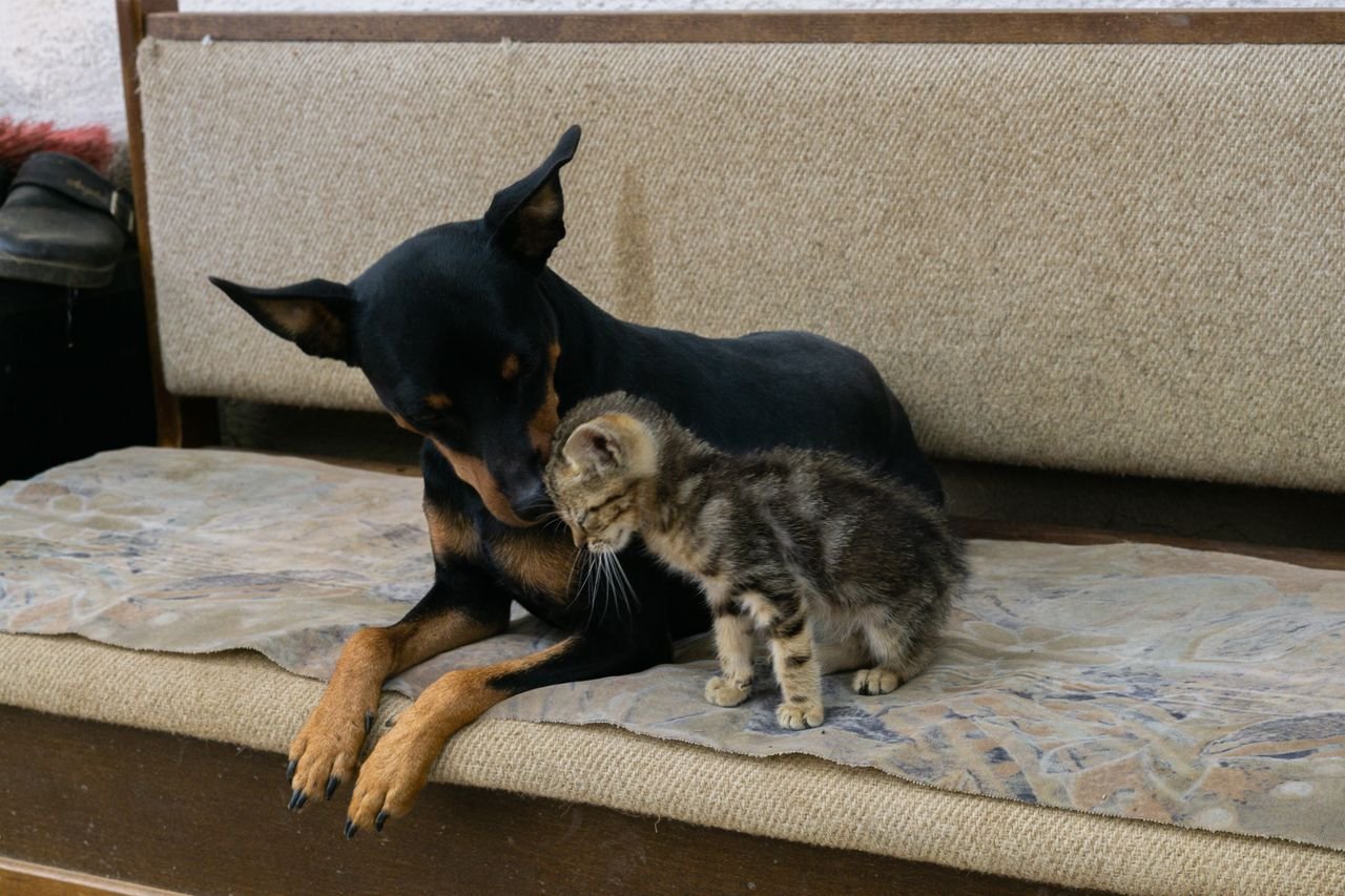 Dachshund and tabby kitten resting together on a sofa