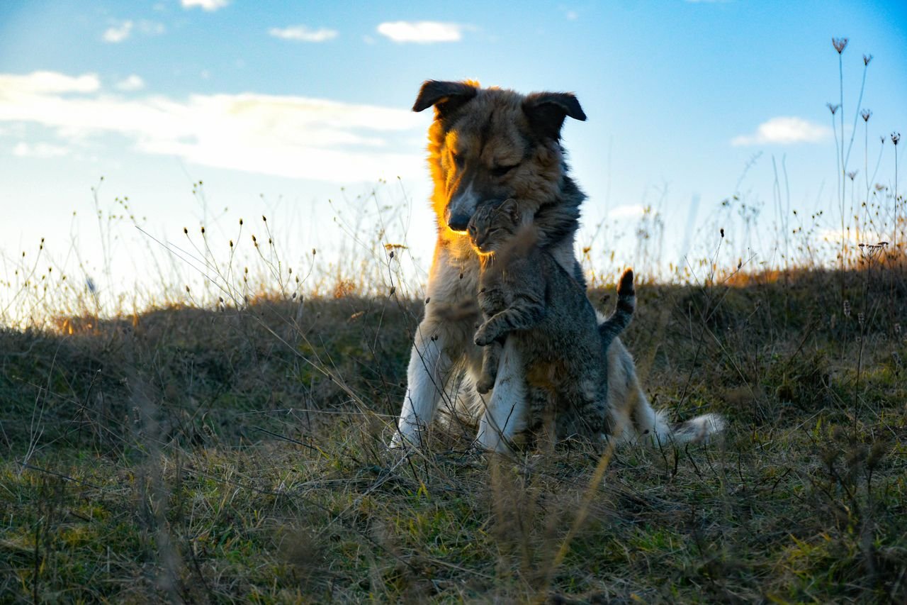 Two dogs playing together in an open field at sunset