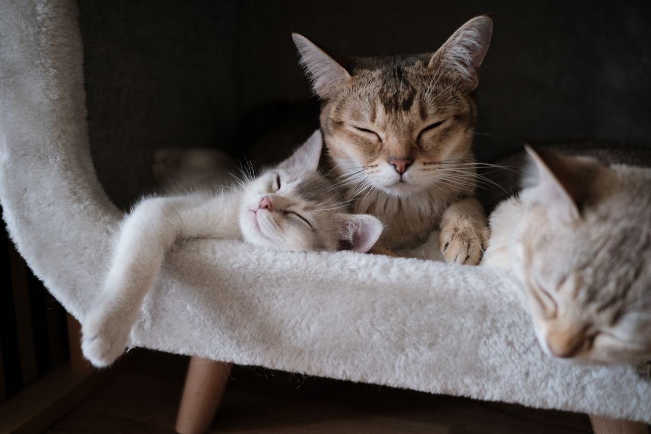 Adult cat grooming two kittens on a cat tree
