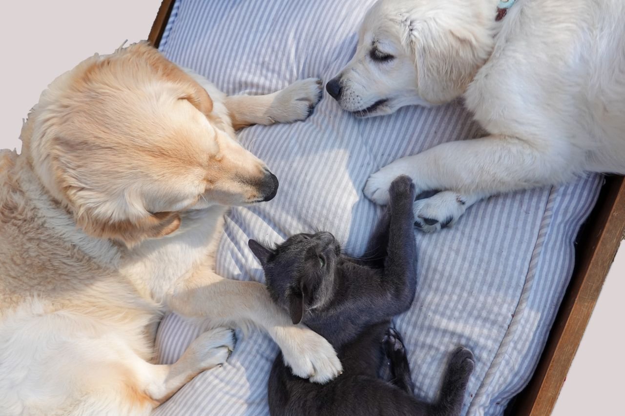 Puppies and kittens sleeping curled up together