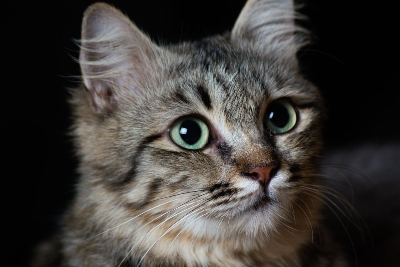 Close-up of a tabby cat with bright green eyes
