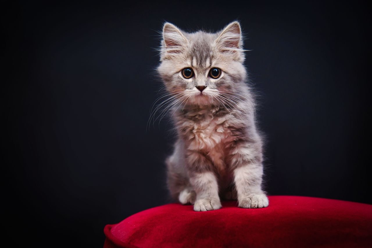 Fluffy grey kitten sitting upright on a red cushion