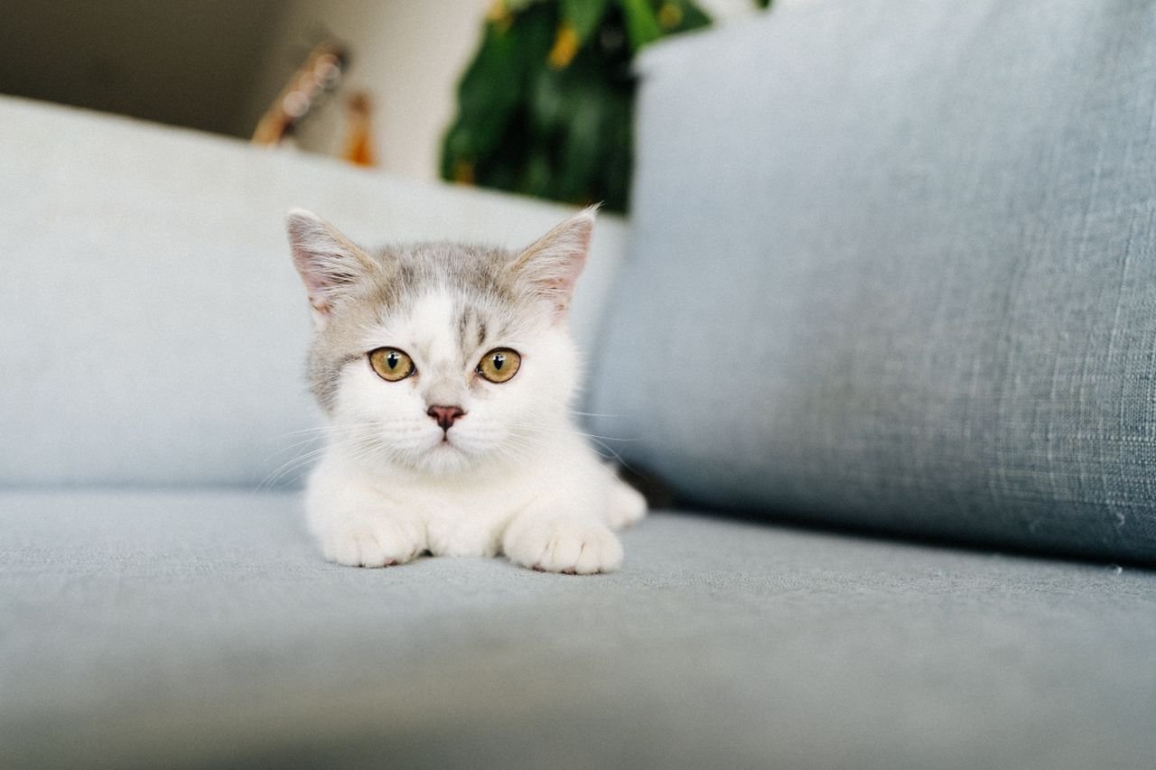 White and grey cat resting calmly on a sofa