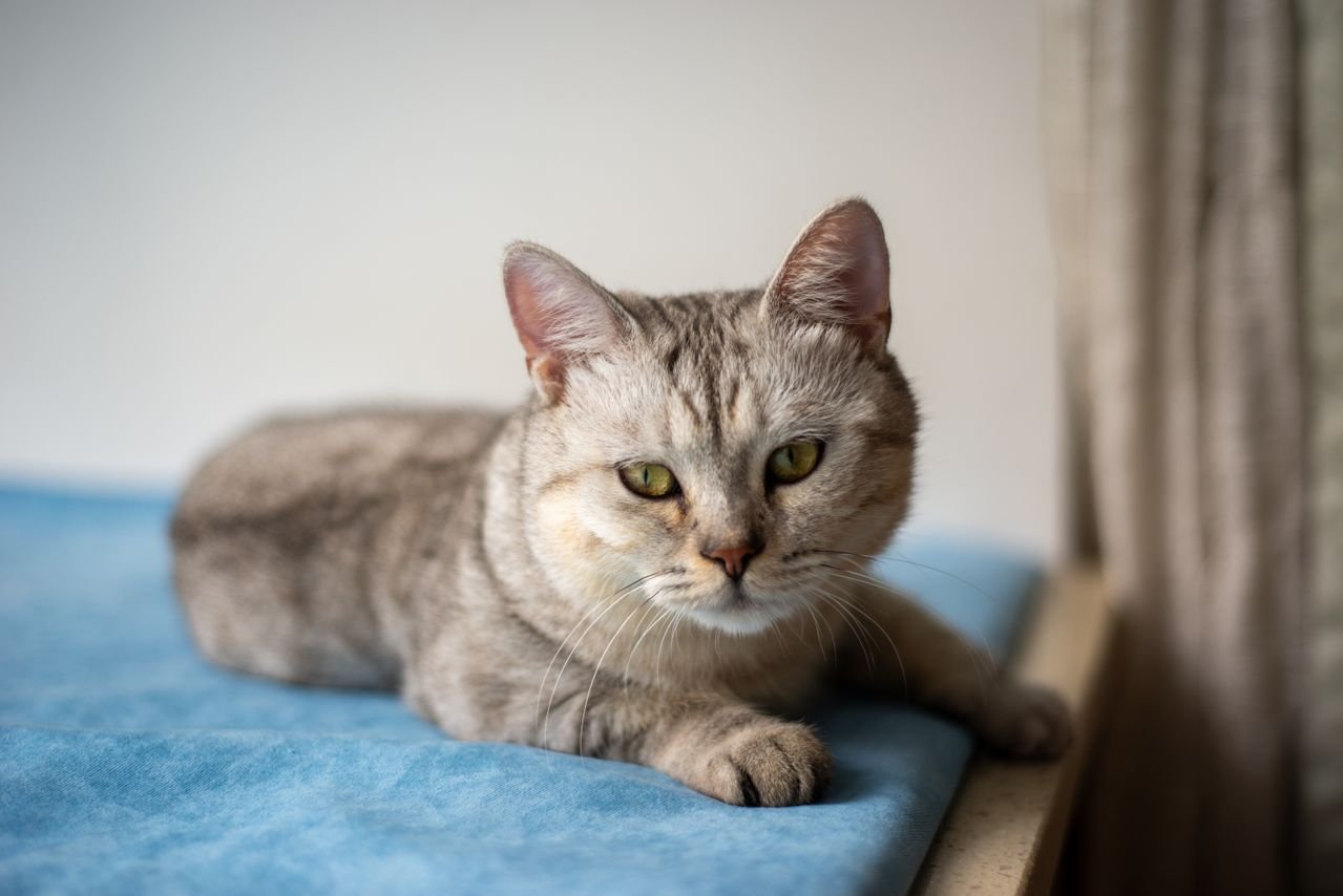 Silver tabby cat lying comfortably on a blue bed
