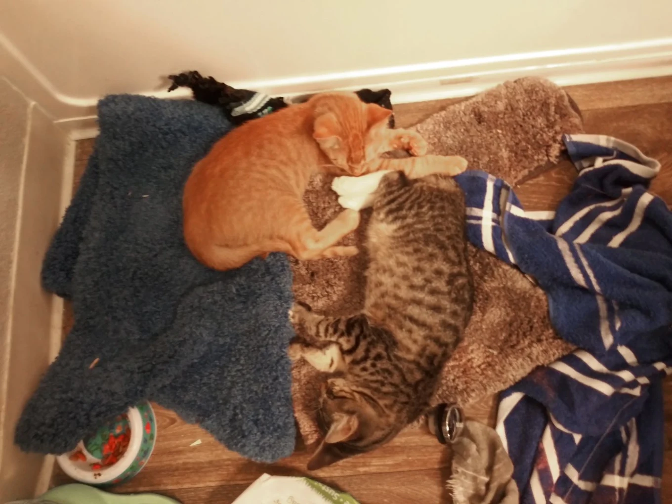 Kittens resting together on soft blankets