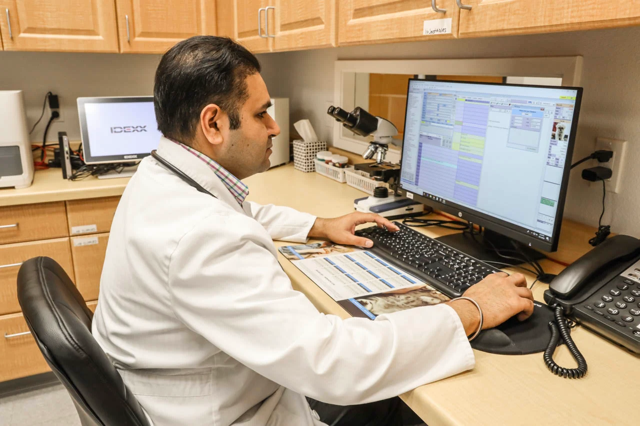 Veterinarian reviewing patient records at Stonelake Animal Hospital
