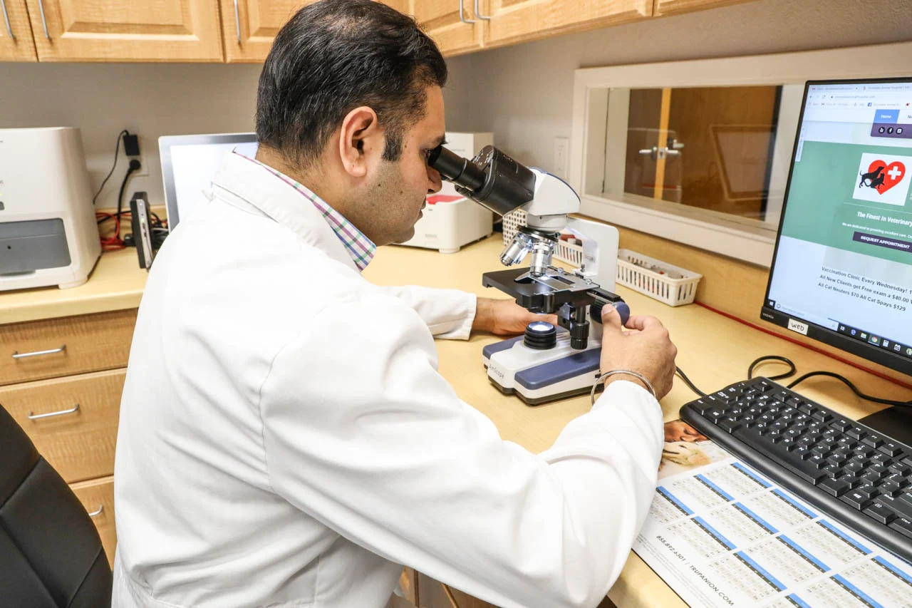 Veterinarian using a microscope in the Stonelake Animal Hospital lab