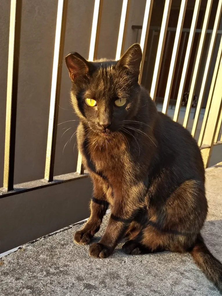 Black cat sitting indoors