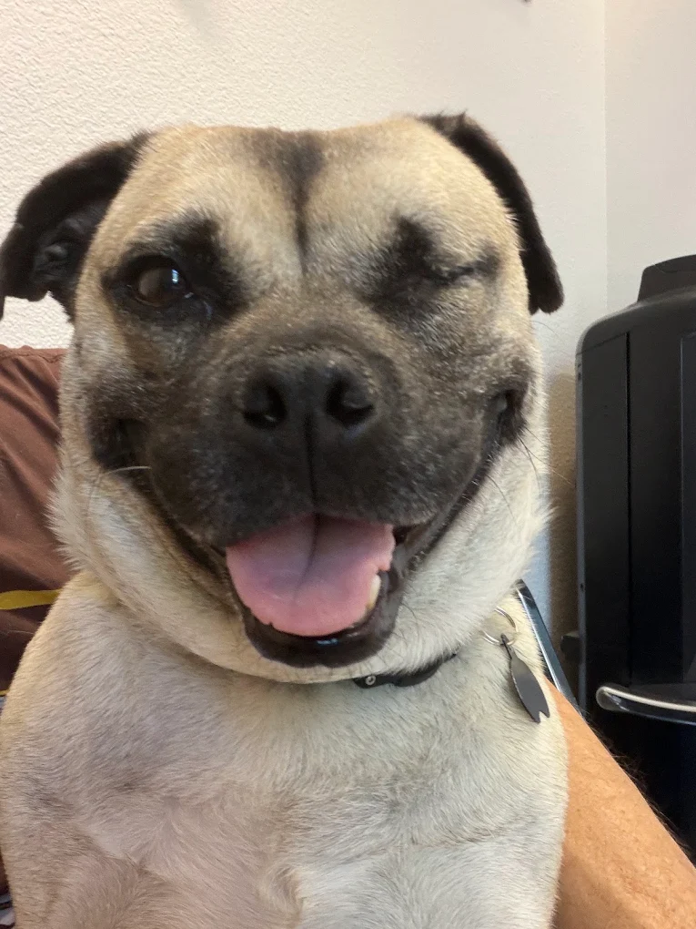 Happy pug smiling at the camera