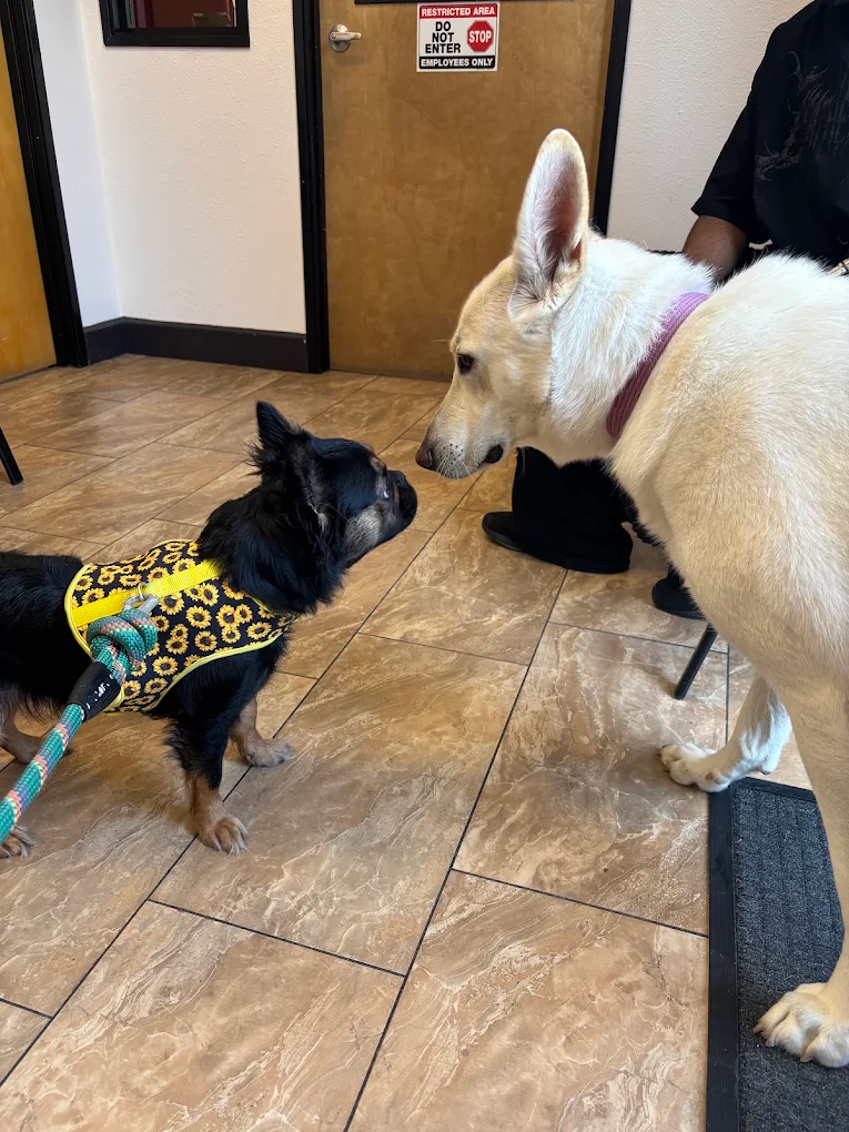 Two dogs meeting in the lobby at Stonelake Animal Hospital
