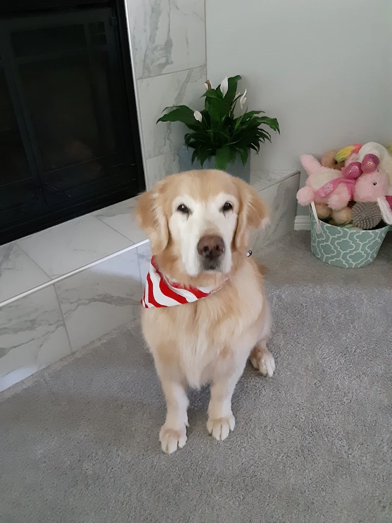 Senior golden retriever wearing a bandana