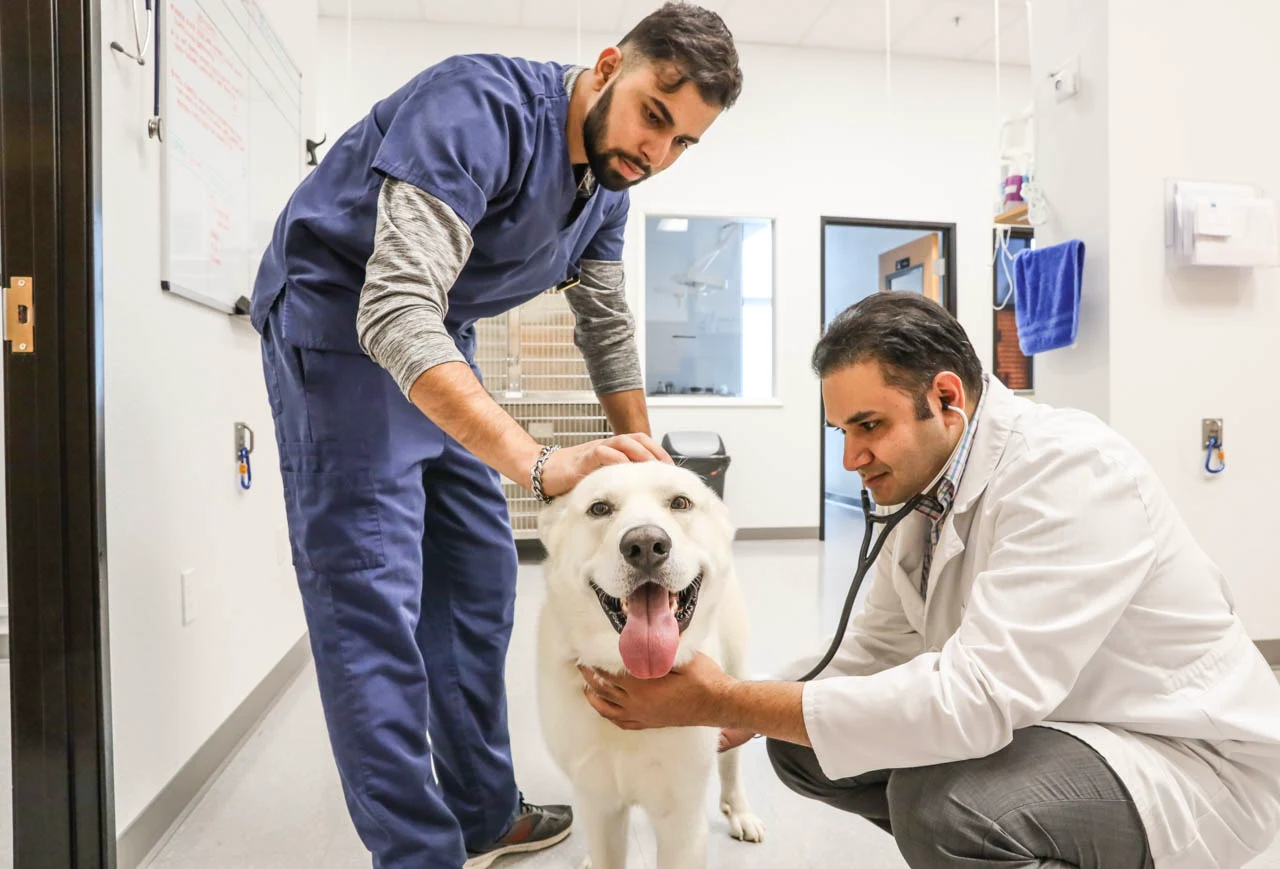 Veterinarian and technician examining a yellow Labrador at Stonelake Animal Hospital