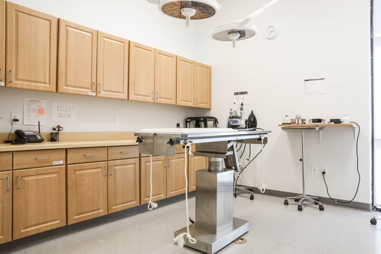 Surgical Room Interior – Stonelake Animal Hospital A clean and well-lit veterinary surgical room featuring a stainless steel operating table, overhead surgical lights, light wood cabinets, and medical equipment along the walls – Stonelake Animal Hospital