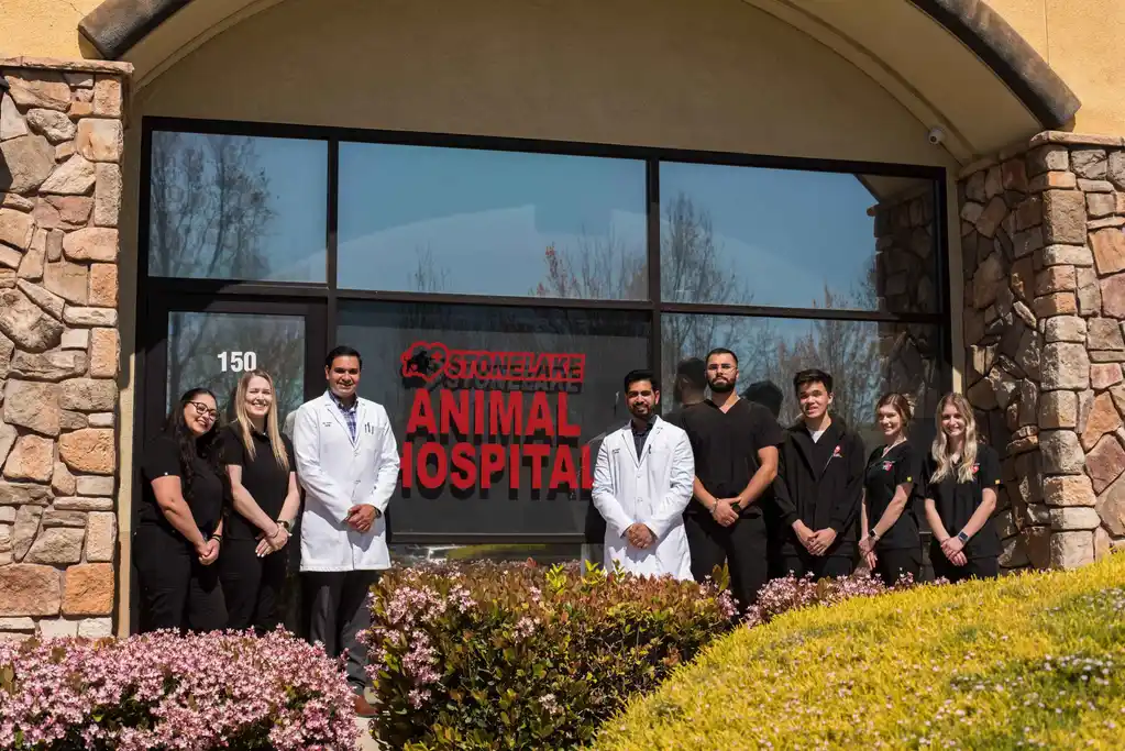Team Photo Outside Clinic – Stonelake Animal Hospital Dr. Amoldeep Singh Toor, DVM and Dr. Shivinder Saini, DVM stand in front of Stonelake Animal Hospital with their staff, posing for a group photo outside the clinic – Stonelake Animal Hospital