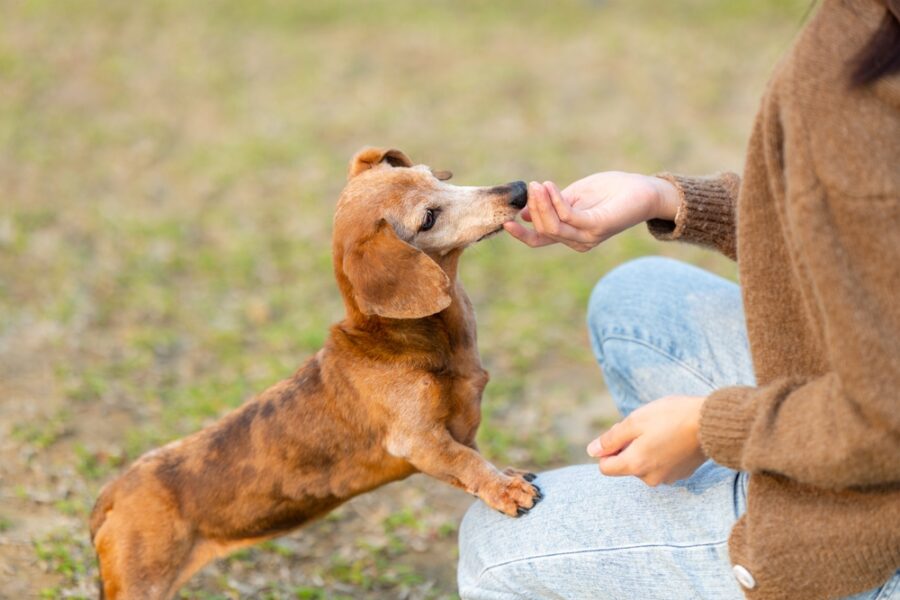 A small brown dog standing on its hind legs while sniffing or receiving food from a person kneeling on the grass – signs and symptoms of food poisoning in dogs